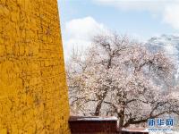 西藏：山寺桃花开