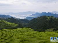 四川：鹿鸣茶海如诗如画