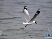 青海湖“开湖”