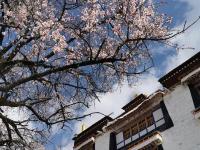 西藏：山寺桃花开