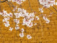 西藏：山寺桃花开