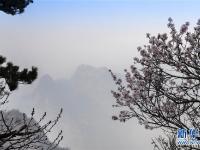 西岳华山春色美