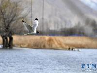 春暖拉鲁湿地