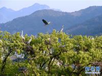 渔村鹭影