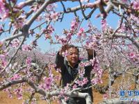 河北北戴河：果树花芬芳 农民授粉忙