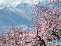 西藏：山寺桃花开