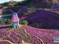 河北迁西：芝樱花开