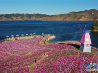 河北迁西：芝樱花开