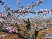 河北北戴河：果树花芬芳 农民授粉忙