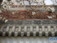 百年梨园梨花开