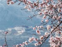 西藏：山寺桃花开