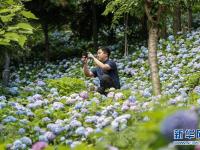 重庆开州：多彩绣球迎客来