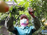 辽宁台安：果蔬飘香助增收