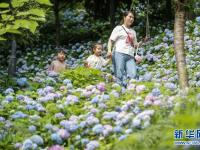 重庆开州：多彩绣球迎客来