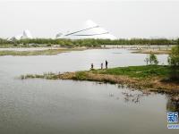 哈尔滨：湿地展画卷
