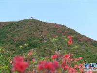 杜鹃花开景色美