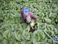 辽宁台安：果蔬飘香助增收