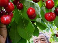 河北滦州：大樱桃甜透果农心