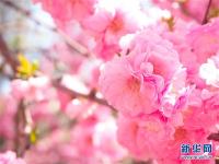 特写：西宁花事