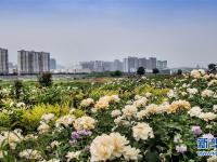 陕西宝鸡：渭河生态景观美