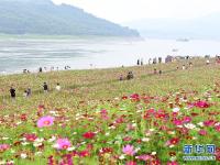 重庆：格桑花开长江畔