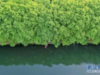 贵阳：初夏湿地景如画