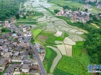 贵州：田园夏日风光美