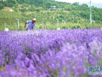山东青岛：薰衣草引客来