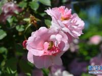 长春：花开迎客来