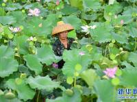 初夏采莲忙