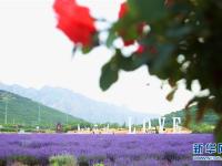 山东青岛：薰衣草引客来