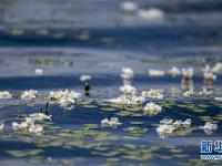 洱海又见海菜花