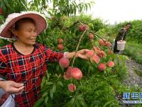 贵州玉屏：水蜜桃抢“鲜”上市