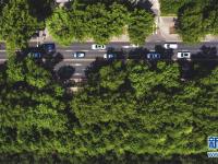 长春：城市“绿妆”
