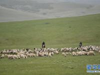阿鲁科尔沁草原夏日美景