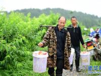 贵州玉屏：水蜜桃抢“鲜”上市