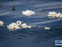 洱海又见海菜花