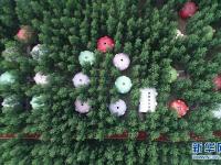 飞岭村：一个小山村的华丽转身
