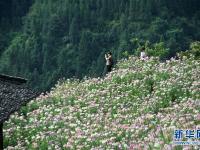 广西龙胜：梯田花海暑日娇