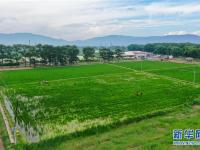 内蒙古土默特左旗：特色农业助增收