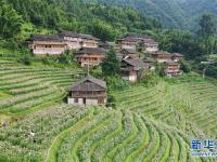 广西龙胜：梯田花海暑日娇