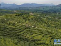 河北丰润：中药材种植开辟增收新路径