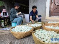 高原彝乡：“飞鸡”孵出“致富蛋”