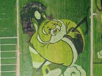 宁夏贺兰：稻田画引客来