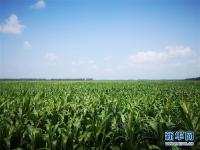 黑土地“种”出农业现代化