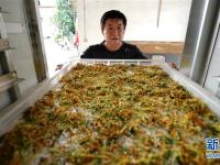 河北巨鹿：小小金银花 扶贫大产业