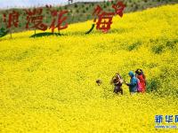 高原花开迎客来