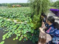 河北香河：荷花盛开乐游人