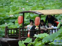 铁岭：湿地荷花美
