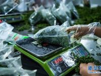 贵州桐梓：花椒产业促增收